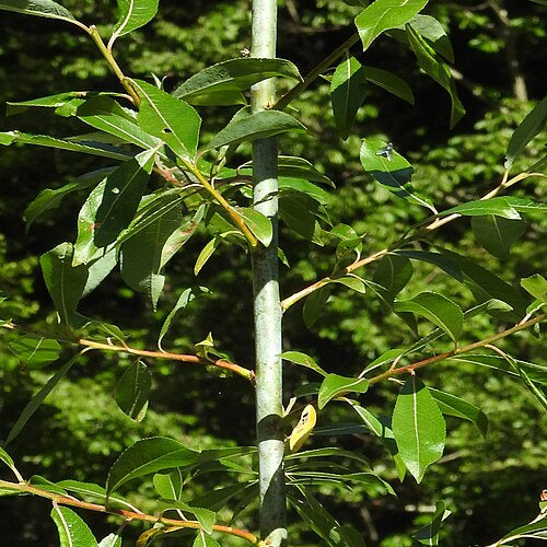 Violet Willow (salix daphnoides)