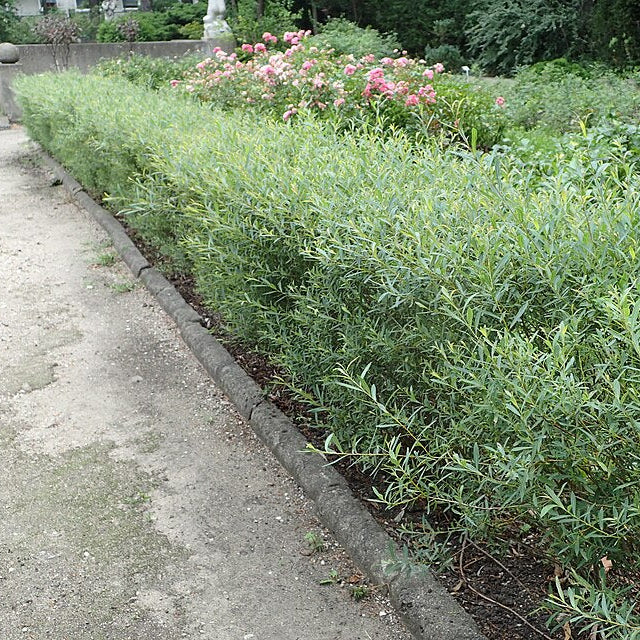 Dwarf Purple Willow (salix purpurea 'Nana')
