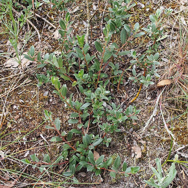 Creeping Willow (salix repens)