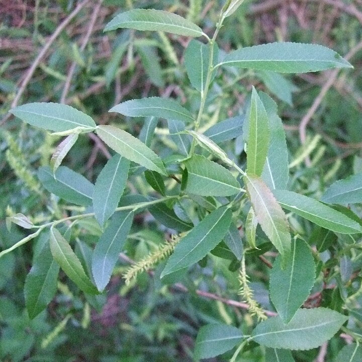 Almond Willow (salix trandra)