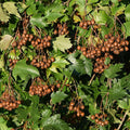 Wild Service Tree (sorbus torminalis)