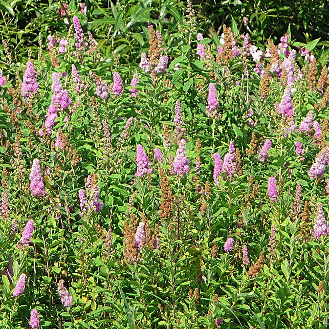 Billiard Spiraea (spiraea x billiardii)