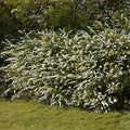 Grefsheim Spiraea (spiraea cinerea 'Grefsheim')