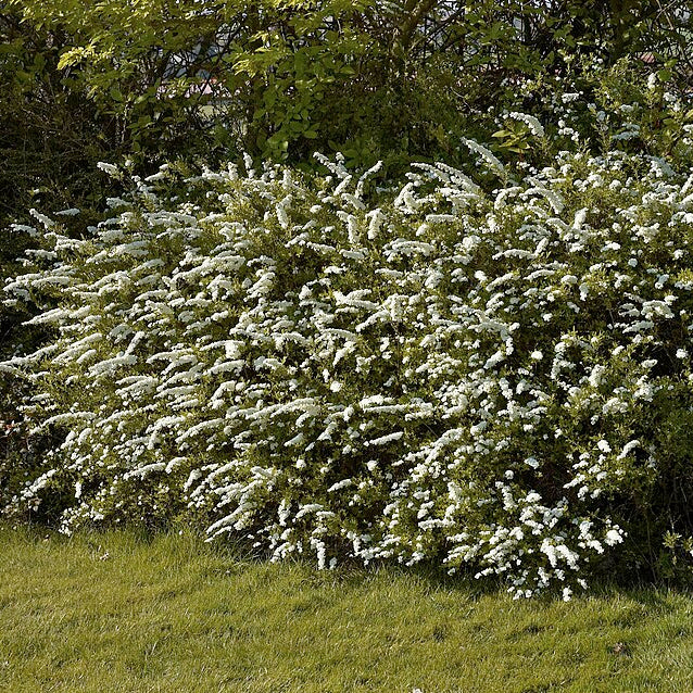 Grefsheim Spiraea (spiraea cinerea 'Grefsheim')