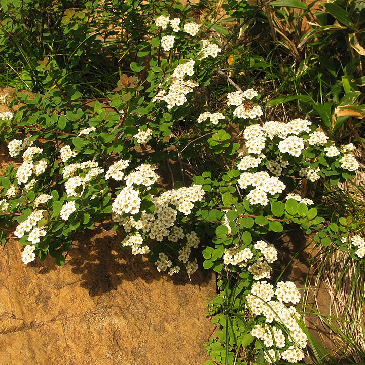 Spiraea nipponica 'Snowmound'
