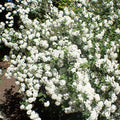 Van Houtte's Spiraea (spiraea x vanhoutii)