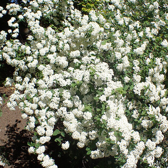 Van Houtte's Spiraea (spiraea x vanhoutii)
