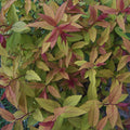 Spiraea japonica 'Anthony Waterer'
