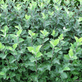 Swedish Whitebeam (sorbus intermedia)