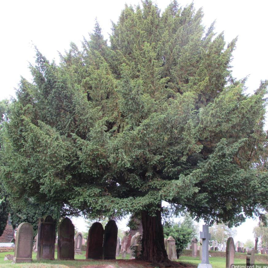 Yew (taxus baccata)