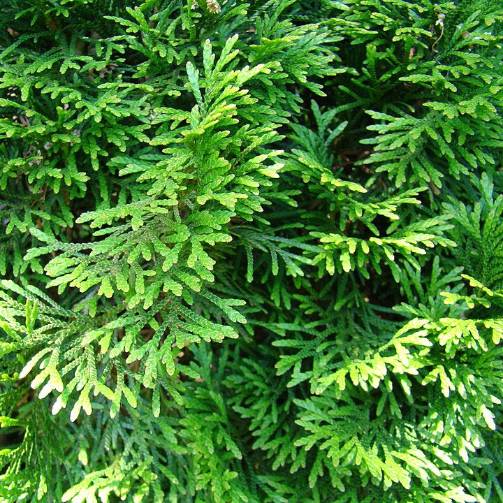 White Cedar (thuja occidentalis)
