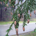 Eastern Hemlock (tsuga canadensis)