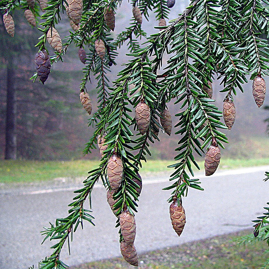 Eastern Hemlock (tsuga canadensis)