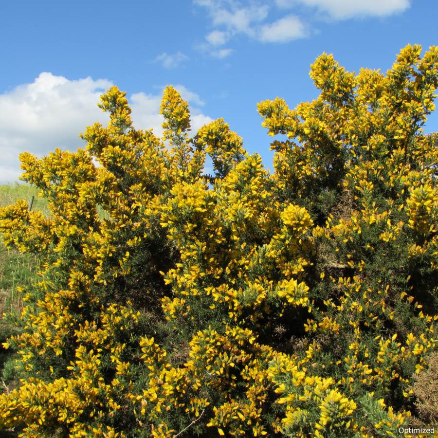 Gorse (ulex europaeus)
