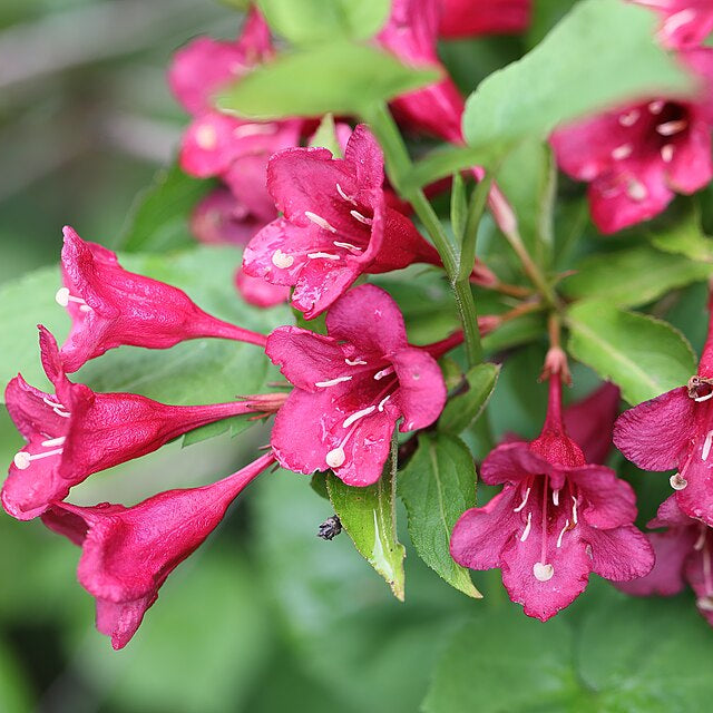 Weigela 'Bristol Ruby'