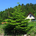 European Silver Fir (abies alba)