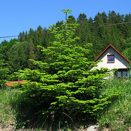 European Silver Fir (abies alba)