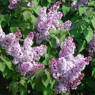 Common Lilac (syringa vulgaris)