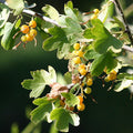 Golden Current (ribes aureum)