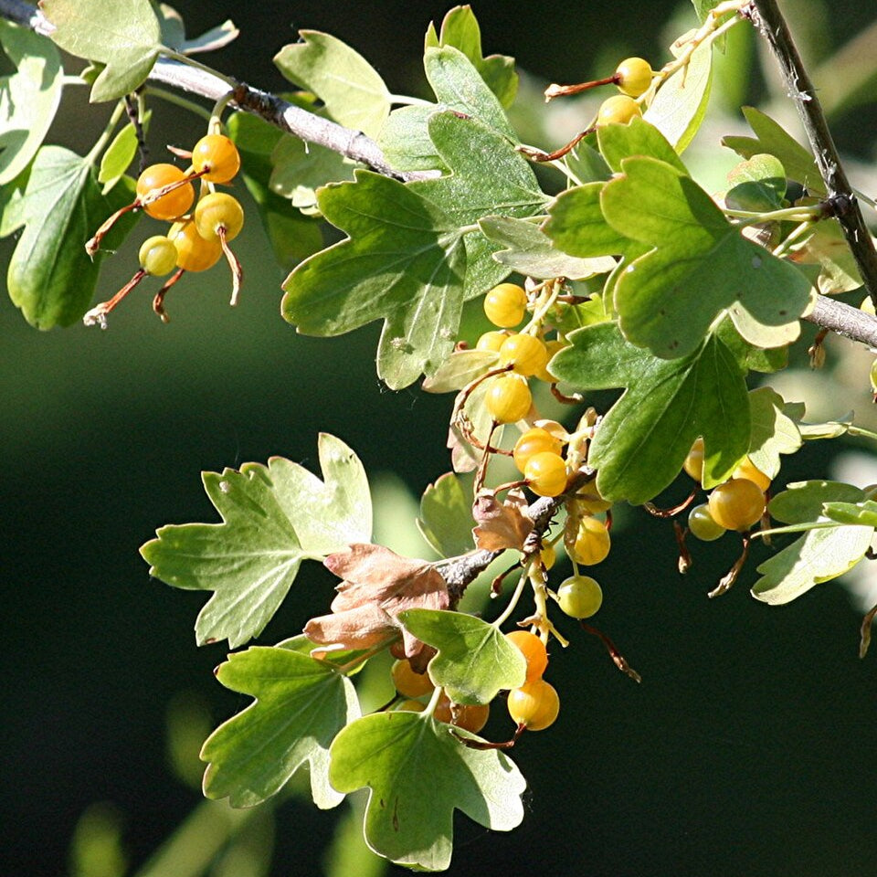 Golden Current (ribes aureum)
